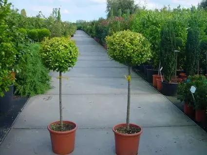 Liguster op stam (Ligustrum ovalifolium ‘Aureum‘) | Beperkte voorraad