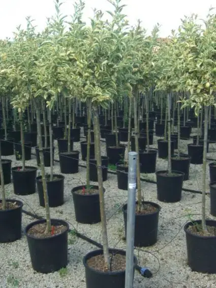Premiumkwaliteit - Liguster op stam (Ligustrum ‘Excelsum Superbum‘)