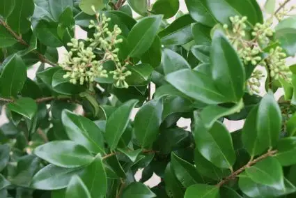 Liguster op stam (Ligustrum japonicum ‘Texanum‘) | Scherpe prijs