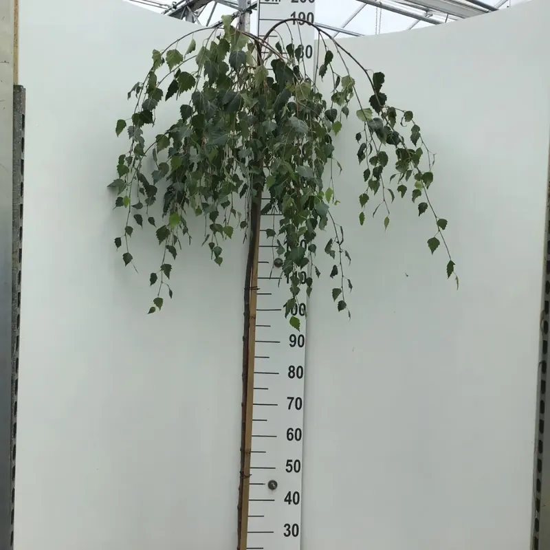 Deal | Prieelberk op stam (Betula pendula ‘Youngii‘)