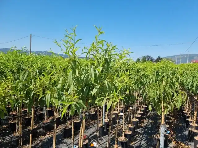 Perzik als halfstam (Prunus persica ‘Redhaven‘) | Veel gevraagd