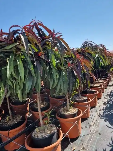 Beste prijs - Perzik op stam (Prunus persica ‘Nana Crimson Bonfire‘)