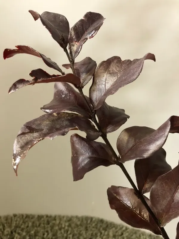 Superprijs - Lagerstroemia als halfstam (Lagerstroemia indica ‘Rhapsody in Pink‘)