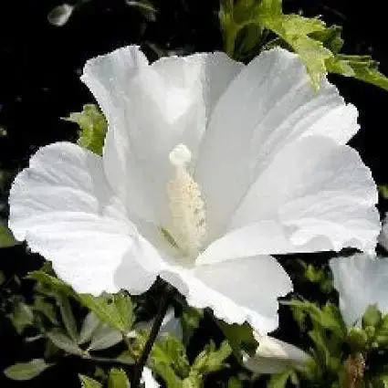 Altheastruik op stam (Hibiscus syriacus ‘Woodbridge‘) - Prijsverlaging