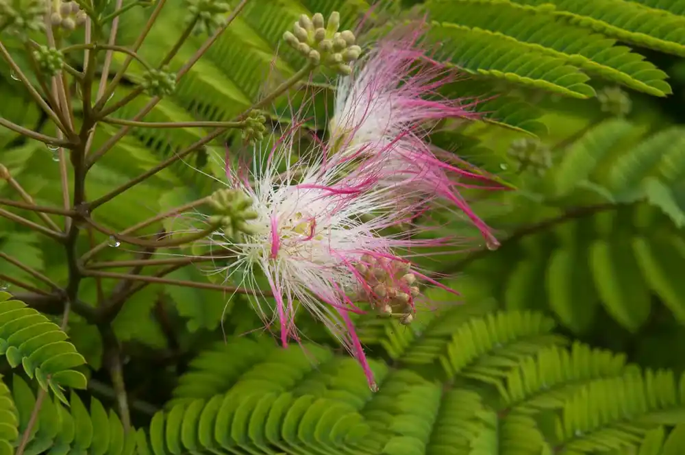 Populair - Perzische slaapboom als halfstam (Albizia julibrissin)