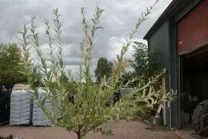 Wilg op stam (Salix integra ‘Hakuro-nishiki‘) | Zolang de voorraad strekt