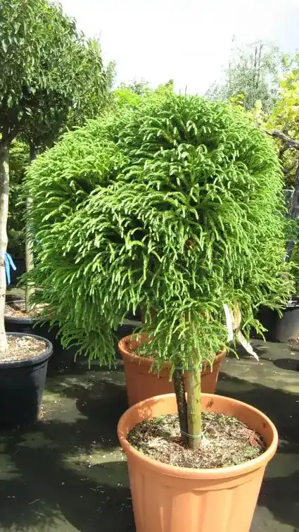 Sikkelden op stam (Cryptomeria japonica ‘Globosa Nana‘) - Laatste stuks