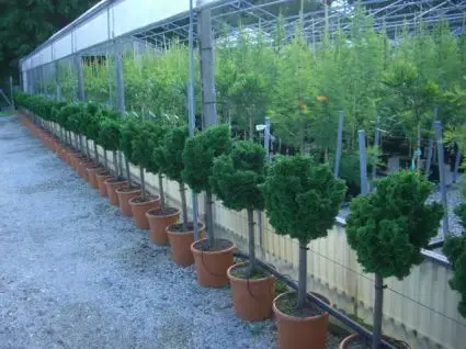 Dwergcypres op stam (Chamaecyparis obtusa ‘Nana Gracilis‘) - Online kopen