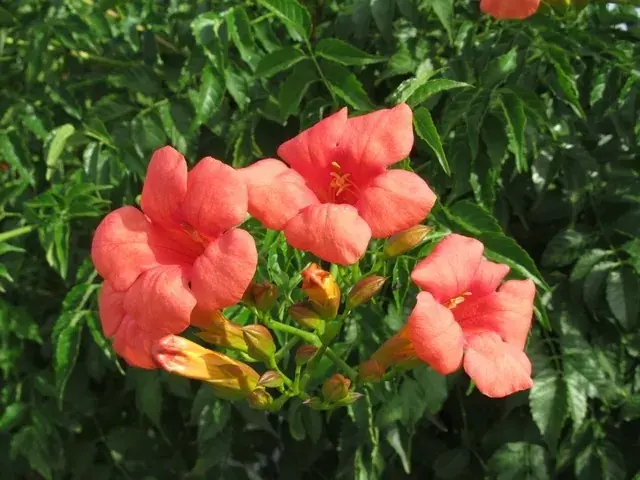 Klantfavoriet - Trompetbloem, Halfstam (Campsis tagliabuana ‘Mme Galen‘)