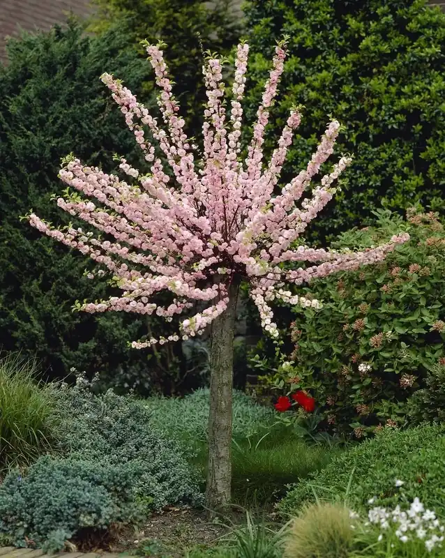 Amandelboompje (Prunus triloba) | Speciale deal
