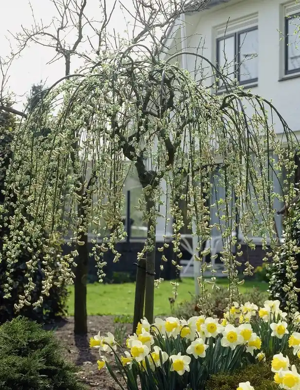 Alleen vandaag - Treurwilg op stam (Salix caprea ‘Kilmarnock‘)