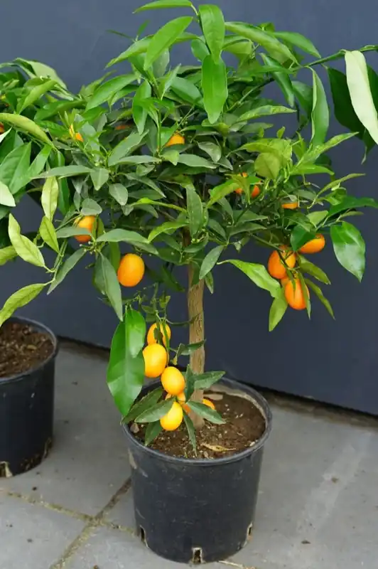 Kumquat op stam (Citrus kumquat) - Profiteer nu