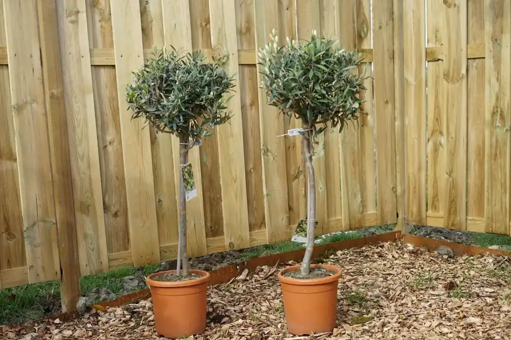 Sale | Olijf op 50cm stam (Olea europaea)
