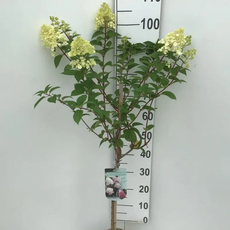 Pluimhortensia (Hydrangea paniculata ‘Sundae Fraise‘) op stam - Nieuw binnengekomen