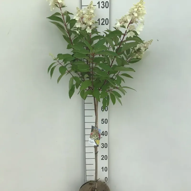 Pluimhortensia (Hydrangea paniculata ‘Candlelight‘) op stam - Veilig betalen