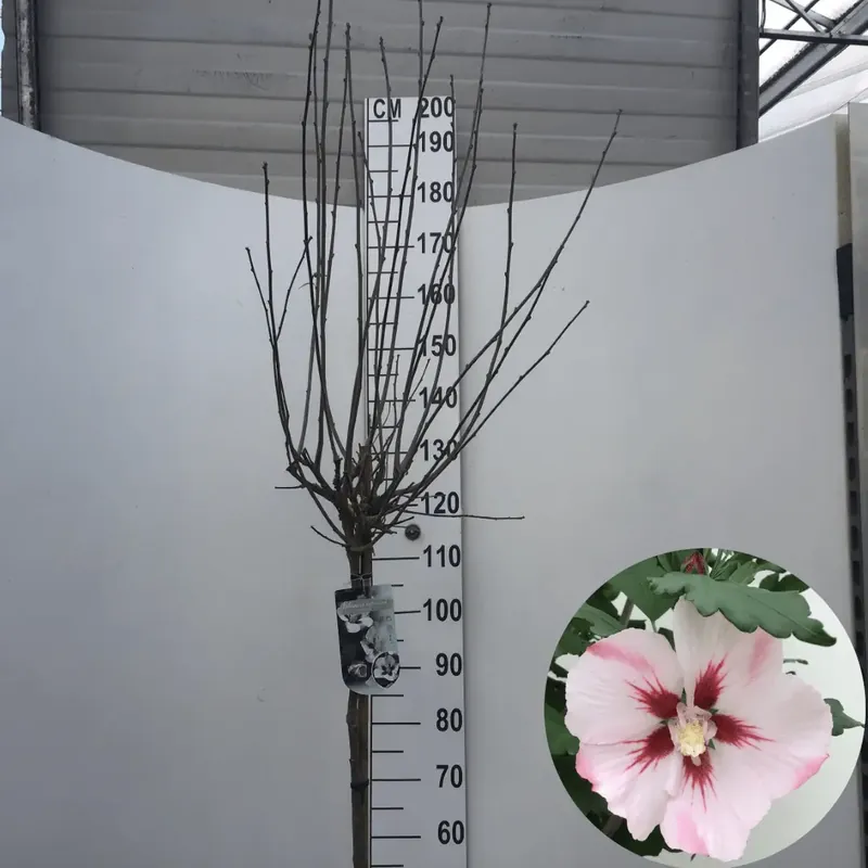 Prijs verlaagd - Altheastruik (Hibiscus syriacus ‘Hamabo‘) op stam