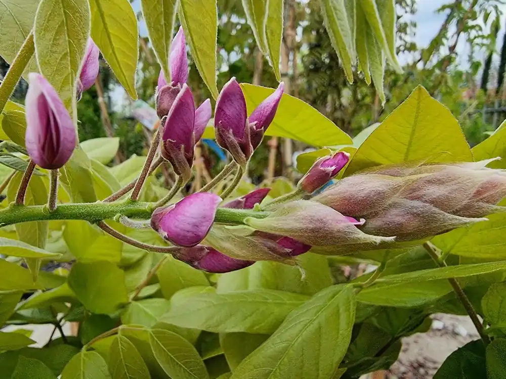 Blauwe regen op stam (Wisteria sinensis ‘Rose‘) - Opruiming