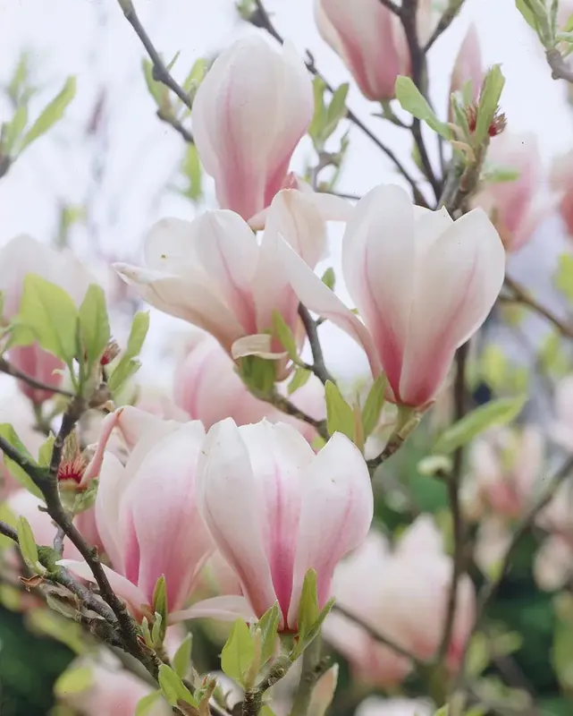 Beverboom op stam (Magnolia soulangeana) | Nu kopen
