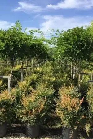 Zojuist toegevoegd - Blauwe regen als halfstam (Wisteria floribunda ‘Issai‘)