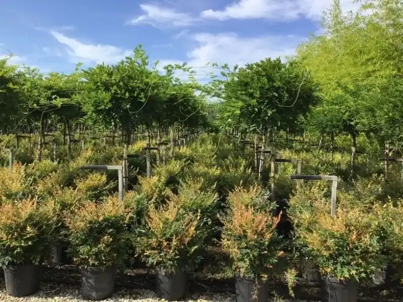 Zojuist toegevoegd - Blauwe regen als halfstam (Wisteria floribunda ‘Issai‘)