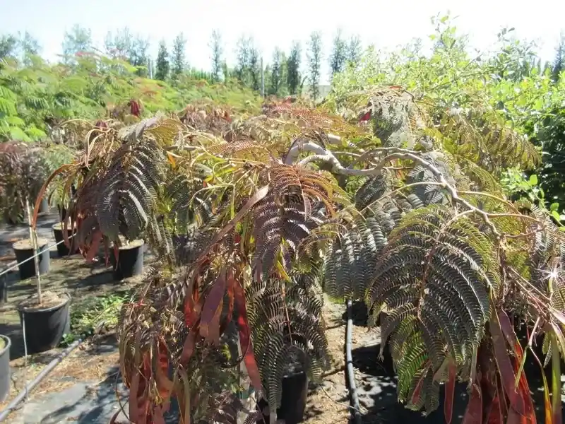 Perzische slaapboom als halfstam (Albizia ‘Chocolate Fountain‘) - Mis het niet