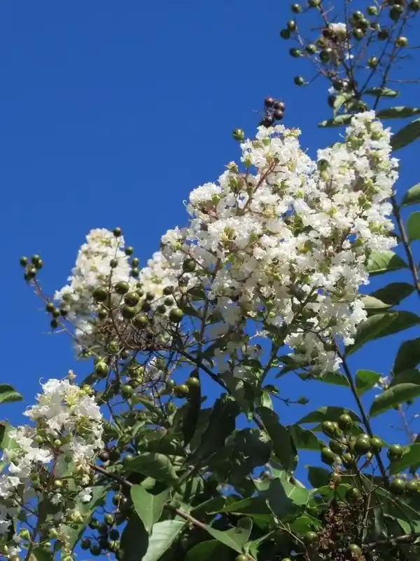 Beste prijs - Lagerstroemia halfstam (Lagerstroemia indica ‘Burgundy Cotton‘)