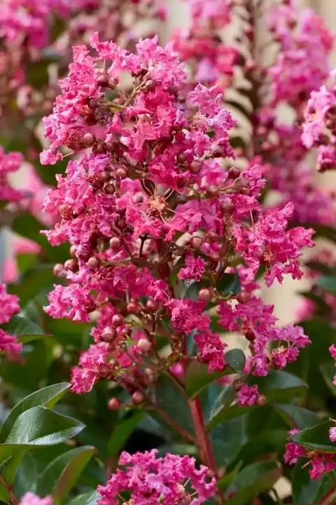 Voorraad bijna op - Lagerstroemia als halfstam (Lagerstroemia indica ‘Berry Dazzle‘)