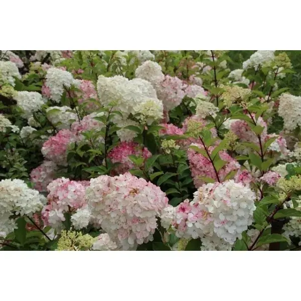 Bespaar meer | Pluimhortensia op stam (Hydrangea paniculata ‘Vanille Fraise‘ stam)
