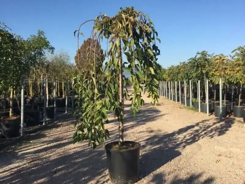 Outlet | Treursierkers op stam (Prunus ‘White Fountain‘)
