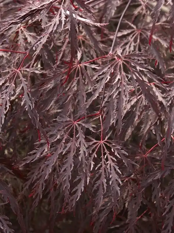 Japanse esdoorn op stam (Acer palmatum ‘Inabe Shidare‘) - Premiumkwaliteit