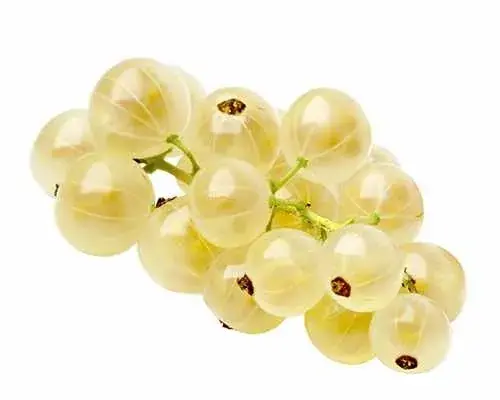 Flitsaanbieding - Witte bes Ribes rubrum ‘Witte Hollander‘ op stam