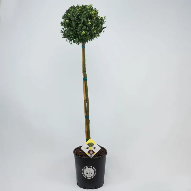 Japanse Hulst als Bol op Stam (Ilex crenata ‘Dark Green‘) - Nieuw binnen
