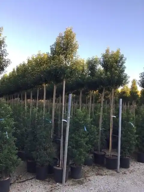 Superprijs - Portugese laurier op stam (Prunus lusitanica ‘Angustifolia‘)