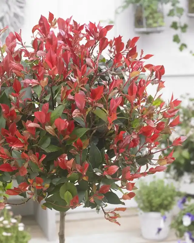 Fabrieksprijs | Photinia ‘Little Red Robin‘ op stam kopen