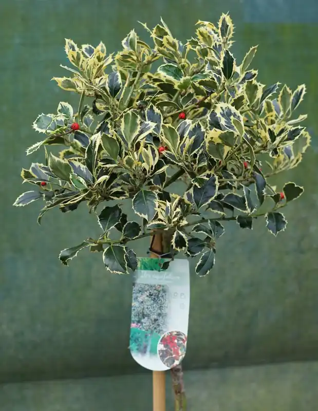 Hulst op stam (Ilex ‘Argentea Marginata‘) | Op voorraad