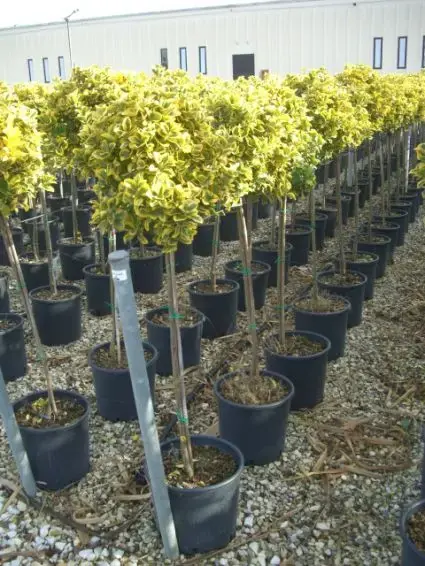 Kardinaalshoed op stam (Euonymus japonicus ‘Aureus‘) | Scherpe prijs