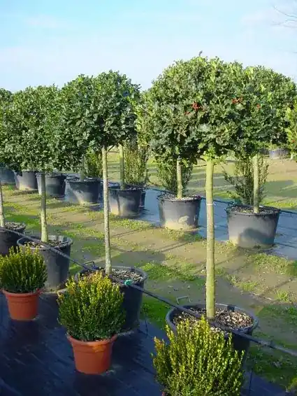 Hulst op stam (Ilex aquifolium) - Veilig betalen
