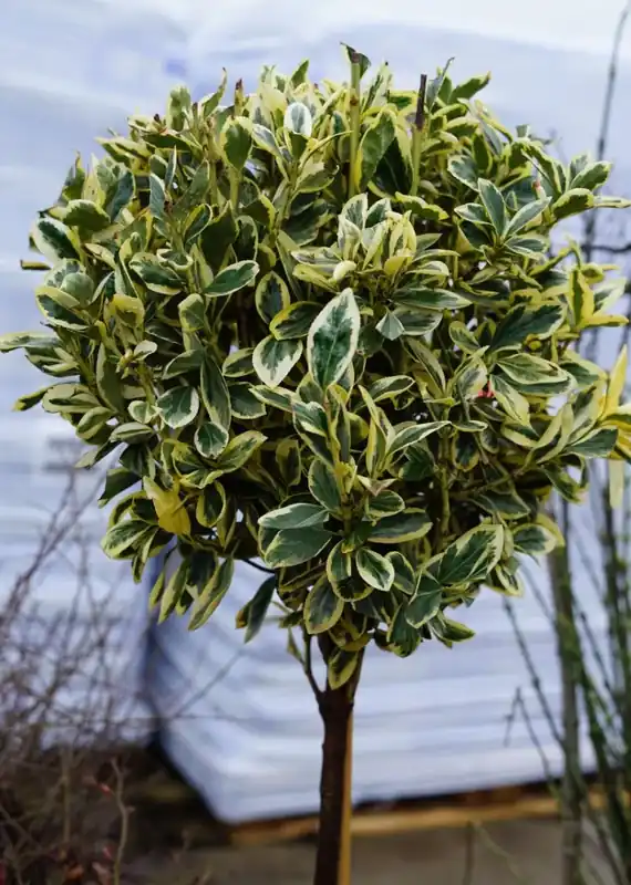 Prijsverlaging - Kardinaalshoed op stam (Euonymus japonicus ‘Bravo‘)