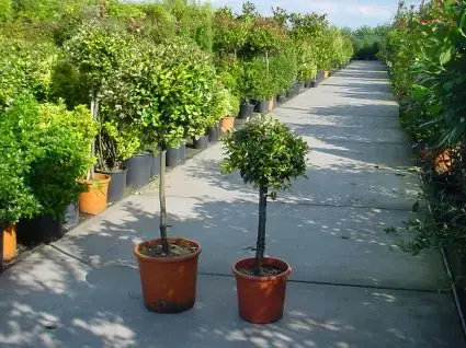 Olijfwilg op stam (Elaeagnus pungens ‘Maculata‘) | Bespaar nu