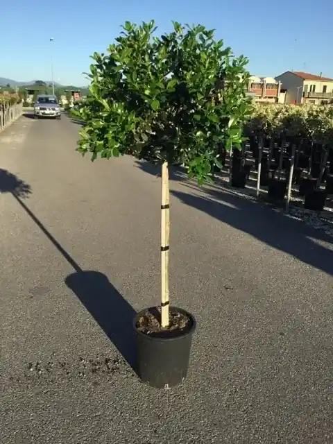 Scherpe prijs | Hulst op stam (Ilex ‘Nellie R Stevens‘)