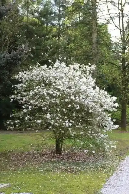 Goed beoordeeld | Stermagnolia op stam (Magnolia stellata)