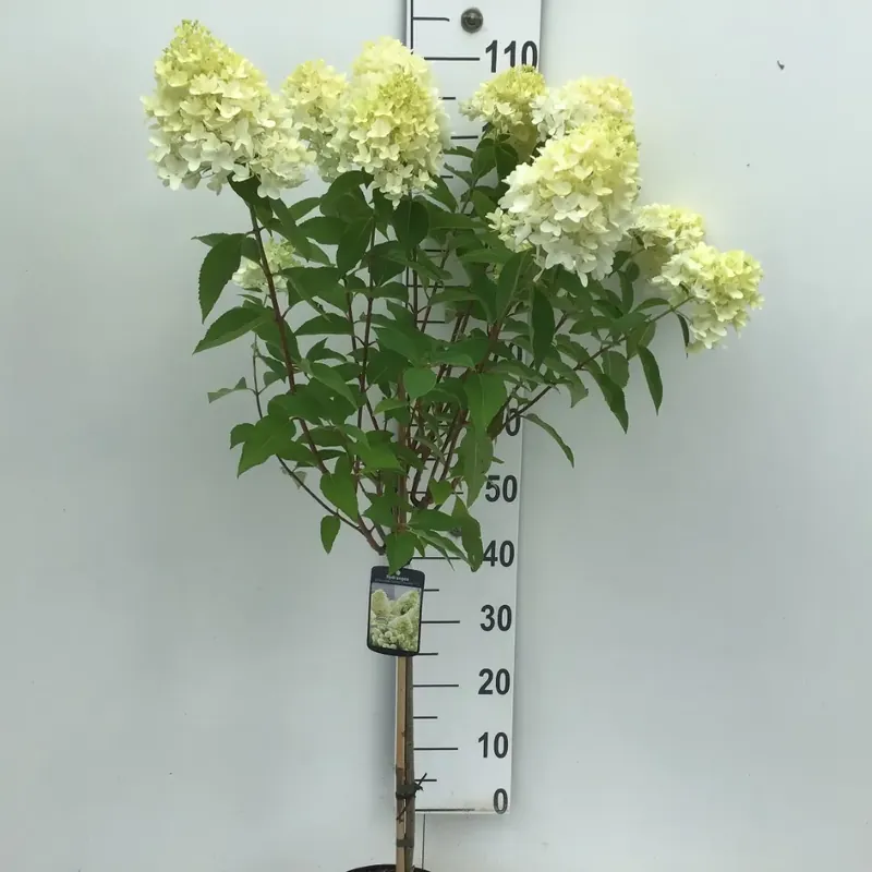 Pluimhortensia (Hydrangea paniculata ‘Skyfall‘) op stam | Meest verkocht