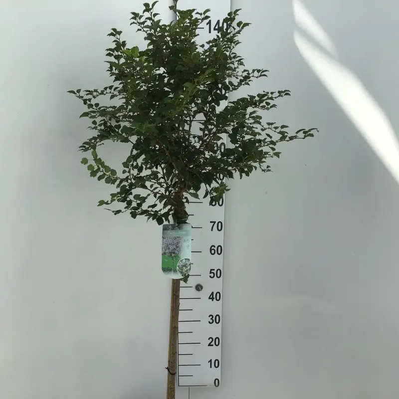 Premium | Sierkers (Prunus incisa ‘Kojou-no-mai‘) op stam