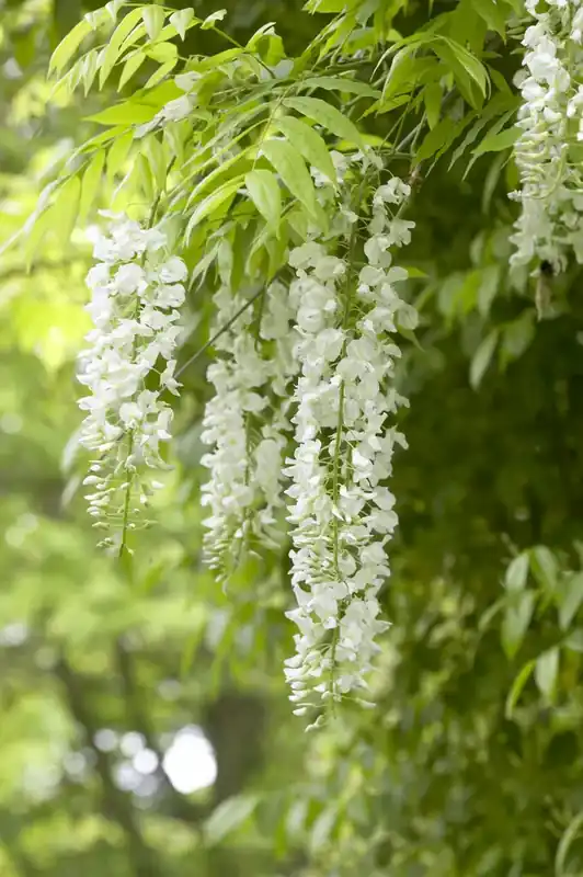 Blauwe regen op stam (Wisteria sinensis ‘Alba‘) | Alleen deze week