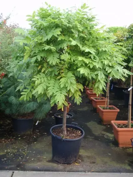 Outlet | Blauwe regen op stam (Wisteria sinensis ‘Prolific‘)