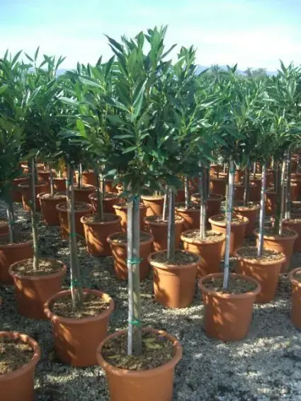 Laurierkers op stam (Prunus laurocerasus ‘Otto Luyken‘) - Actieprijs