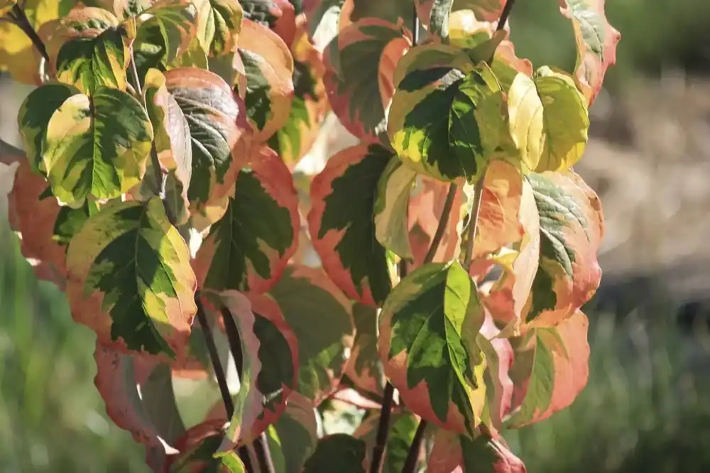 Spoedlevering - Kornoelje op stam (Cornus florida ‘Rainbow‘)