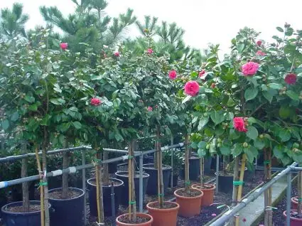 Camelia op stam (Camellia japonica) | Nu beschikbaar
