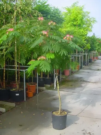 Korting - Perzische Slaapboom op stam (Albizia julibrissin ‘Ombrella‘ )