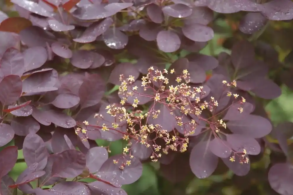Pruikenboom op stam (Cotinus coggygria ‘Royal Purple‘ ) - Extra voordeel